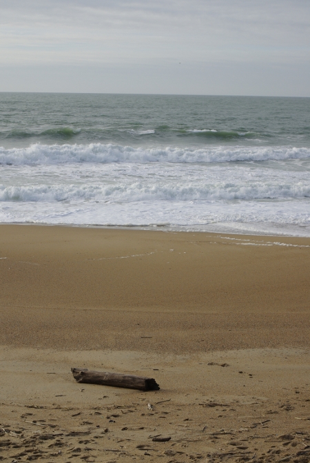 tronc sur sable