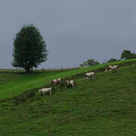 vaches dans une pente